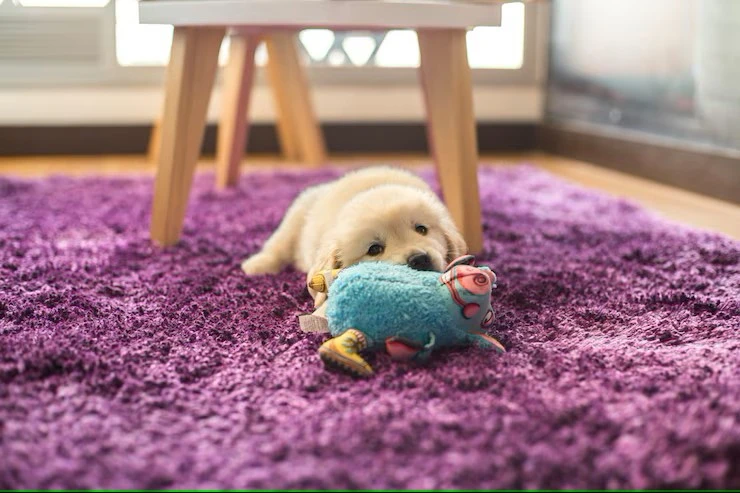 How to Set Up a Puppy Pen: A Complete Beginner’s Guide