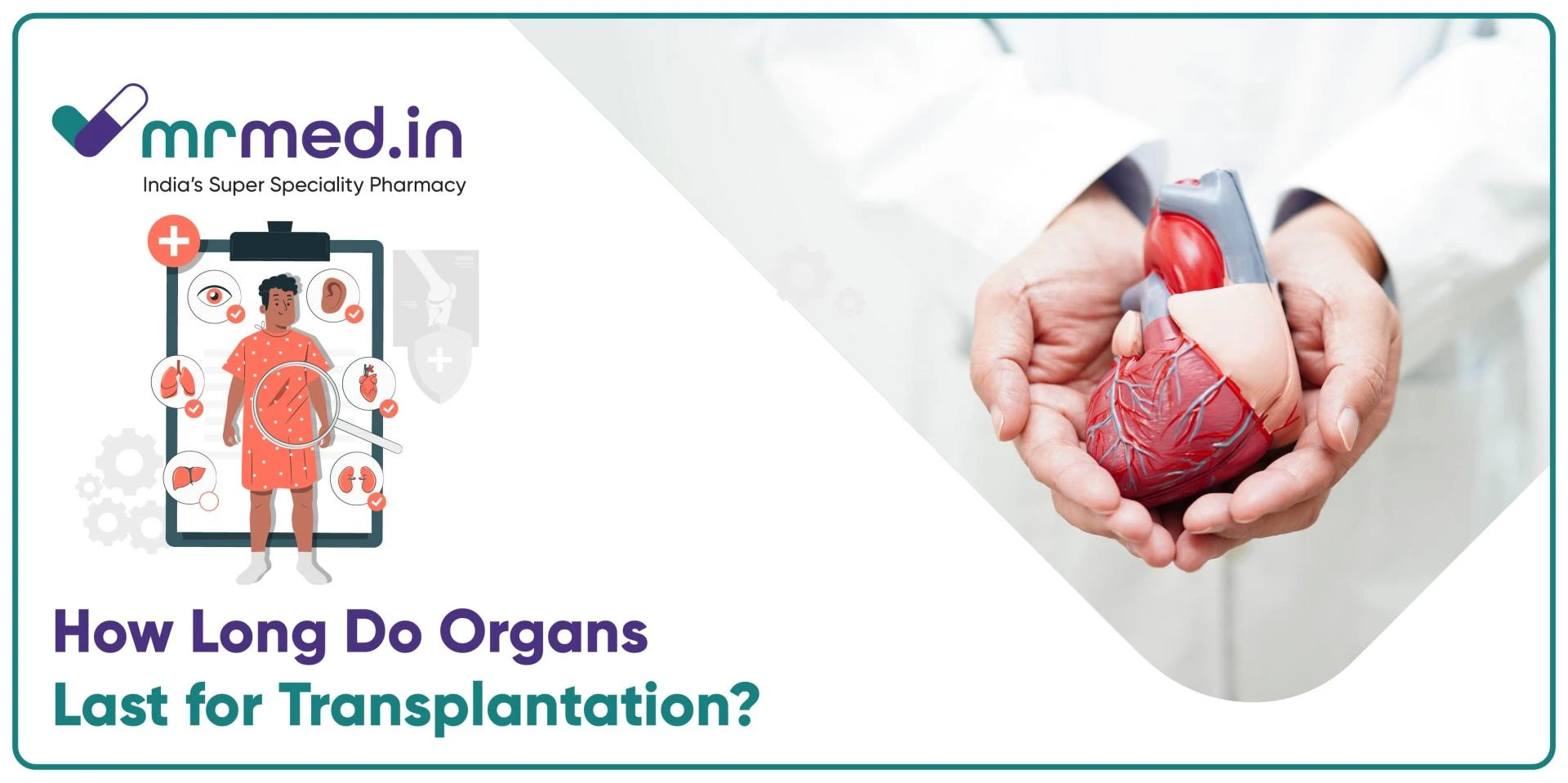 How Long Can Organs Survive Outside the Body? A Guide to Transplant Time Frames