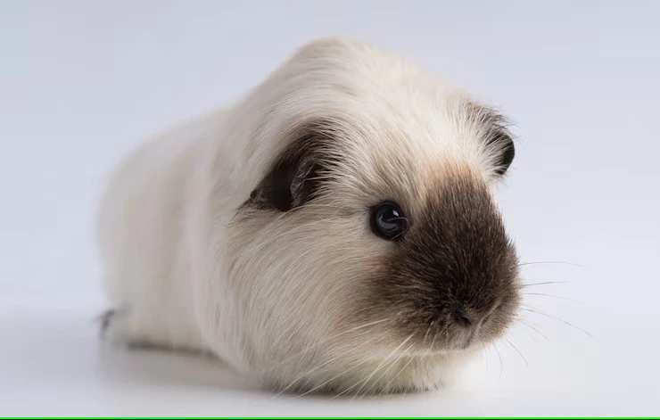 How Can Oxbow Guinea Pig Food Make Your Pet’s Life Better?