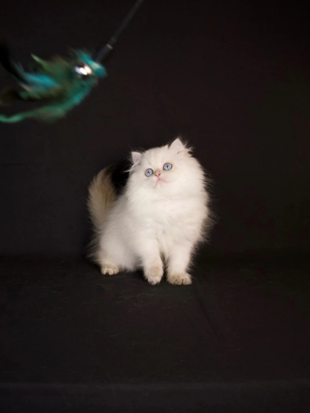 Ethical Breeding and the Rise of the Conscious Cat Owner in 2025