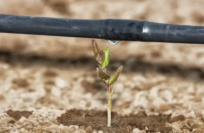 Hvad er Drysplange En dybdegående introduktion