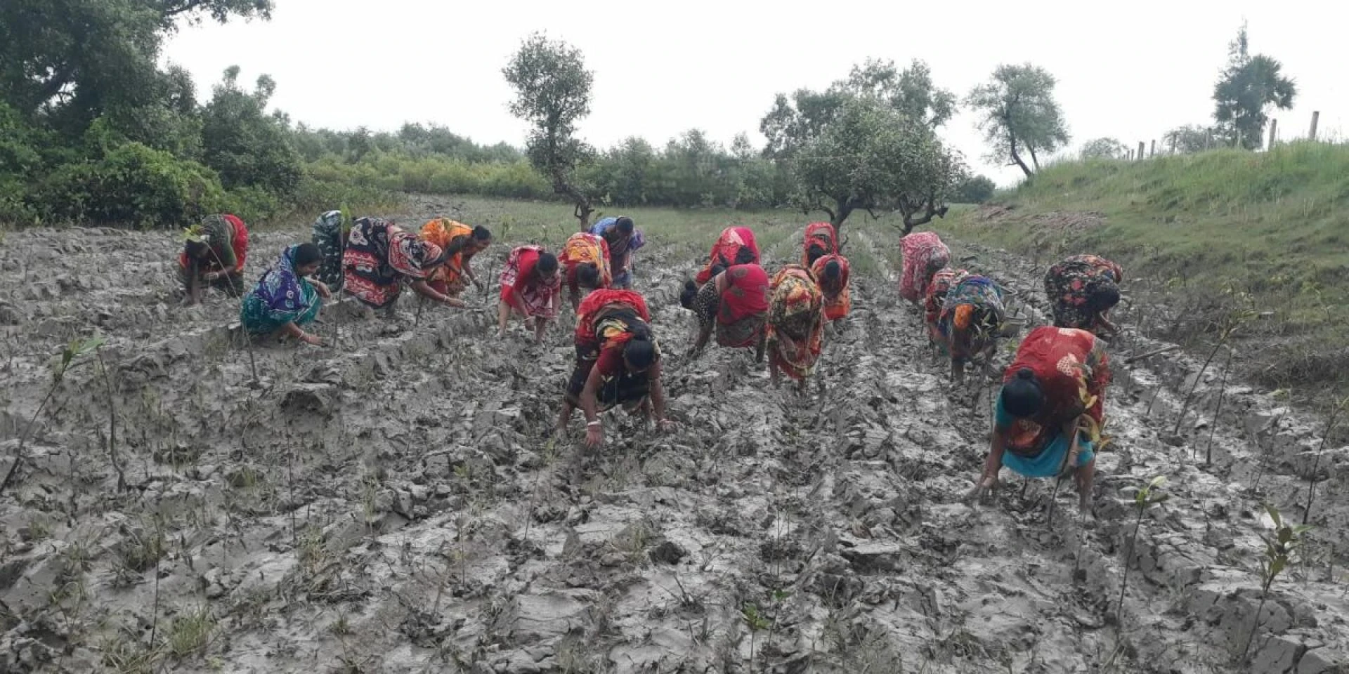 "Vanishing Mangroves, Vanishing Lives: The Dual Crisis of the Indian Sundarbans"