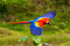 Witness Nature’s Colorful Symphony at the Tambopata Macaw Clay Lick