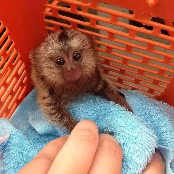 Getting to Know Marmoset Monkeys: Care, Characteristics, and Considerations