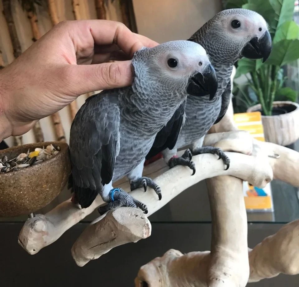 African Grey Parrots – The Intelligent Feathered Companion