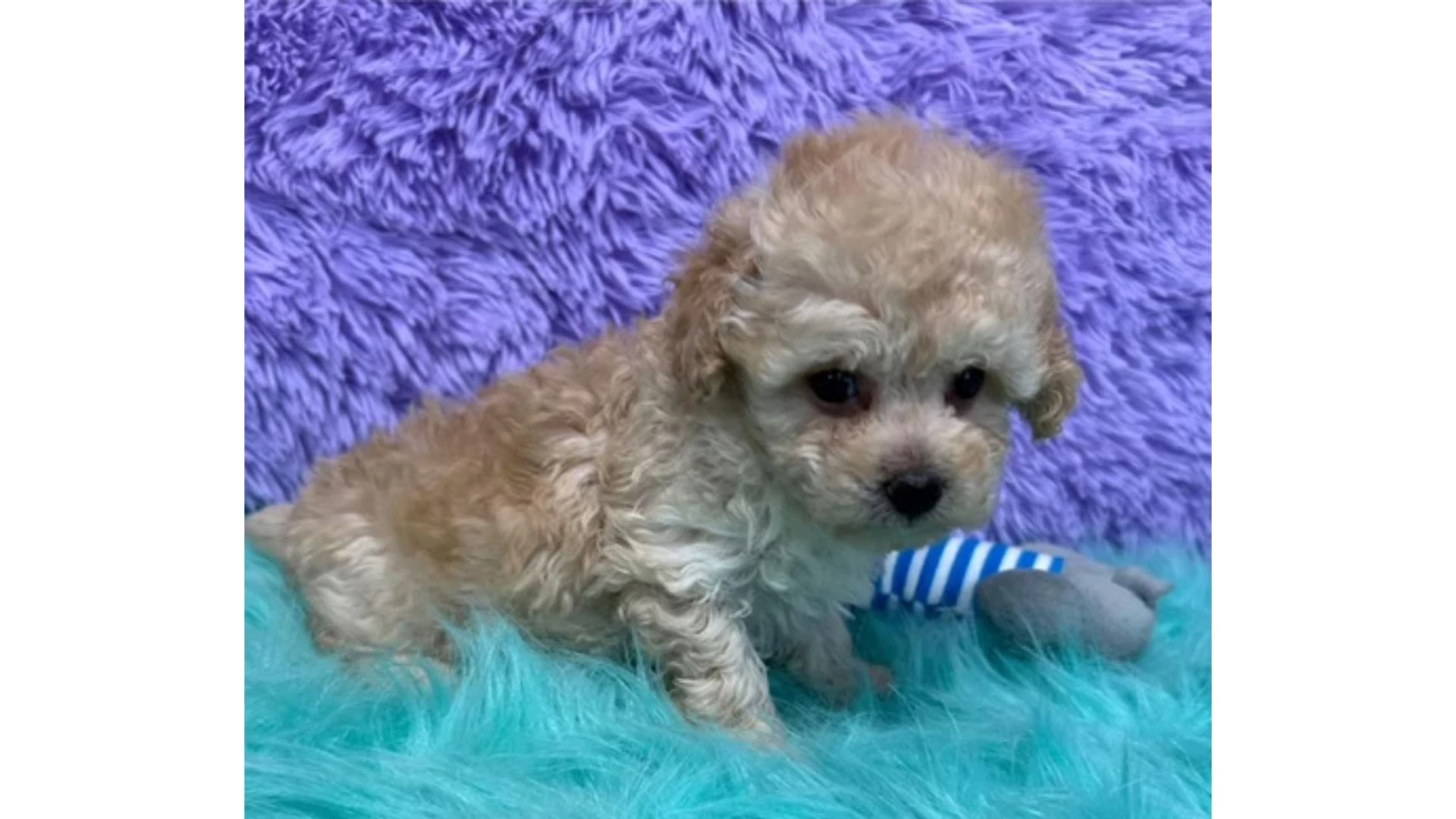 Tiny Feet on Texas Soil: Is a Teacup Poodle the Right Pup for You?