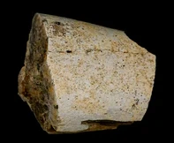 The Role Of Triceratops Fossils In Understanding Late Cretaceous Ecosystems