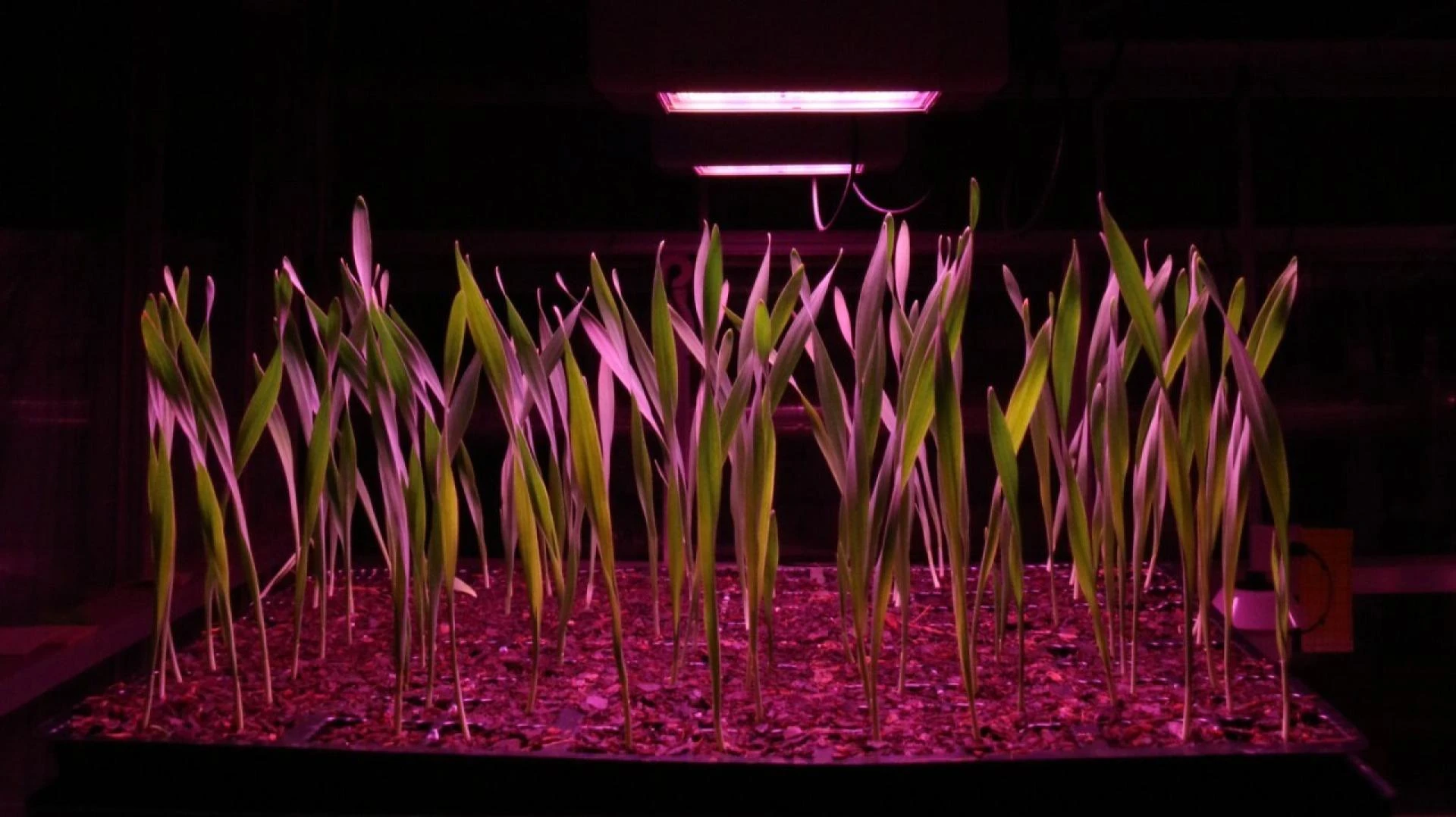 Revolutionizing Indian Agriculture with Blueberries Plantation, Greenhouse Manufacturers, and Speed Breeding Facility in India