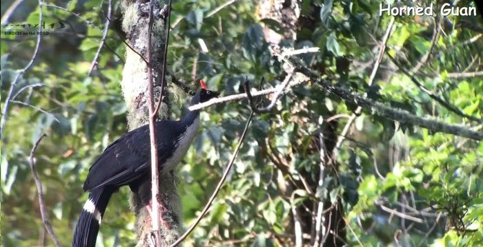 Why Are Birders Chasing the Shadows of the Night Birds of Arizona?