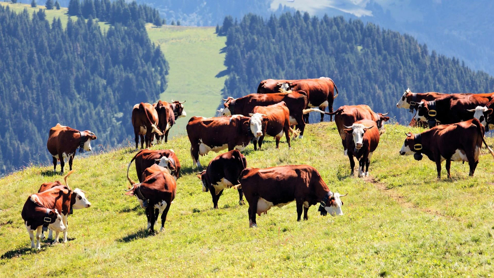 Organic VS. Conventional: Meat Prices, Taste & Other Values