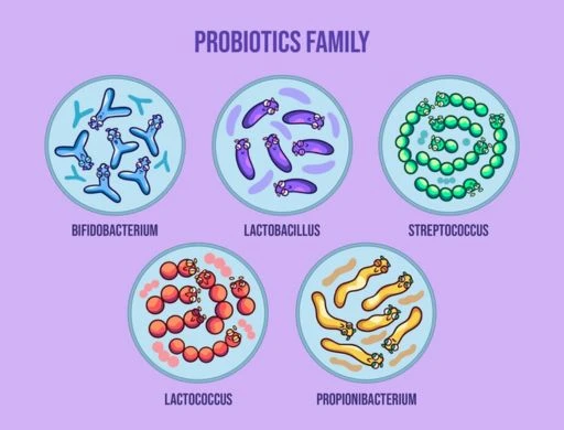 What Are The different types of probiotics Strains/Forms?