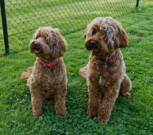 Benefits of Choosing Well-Socialized Labradoodle Puppies