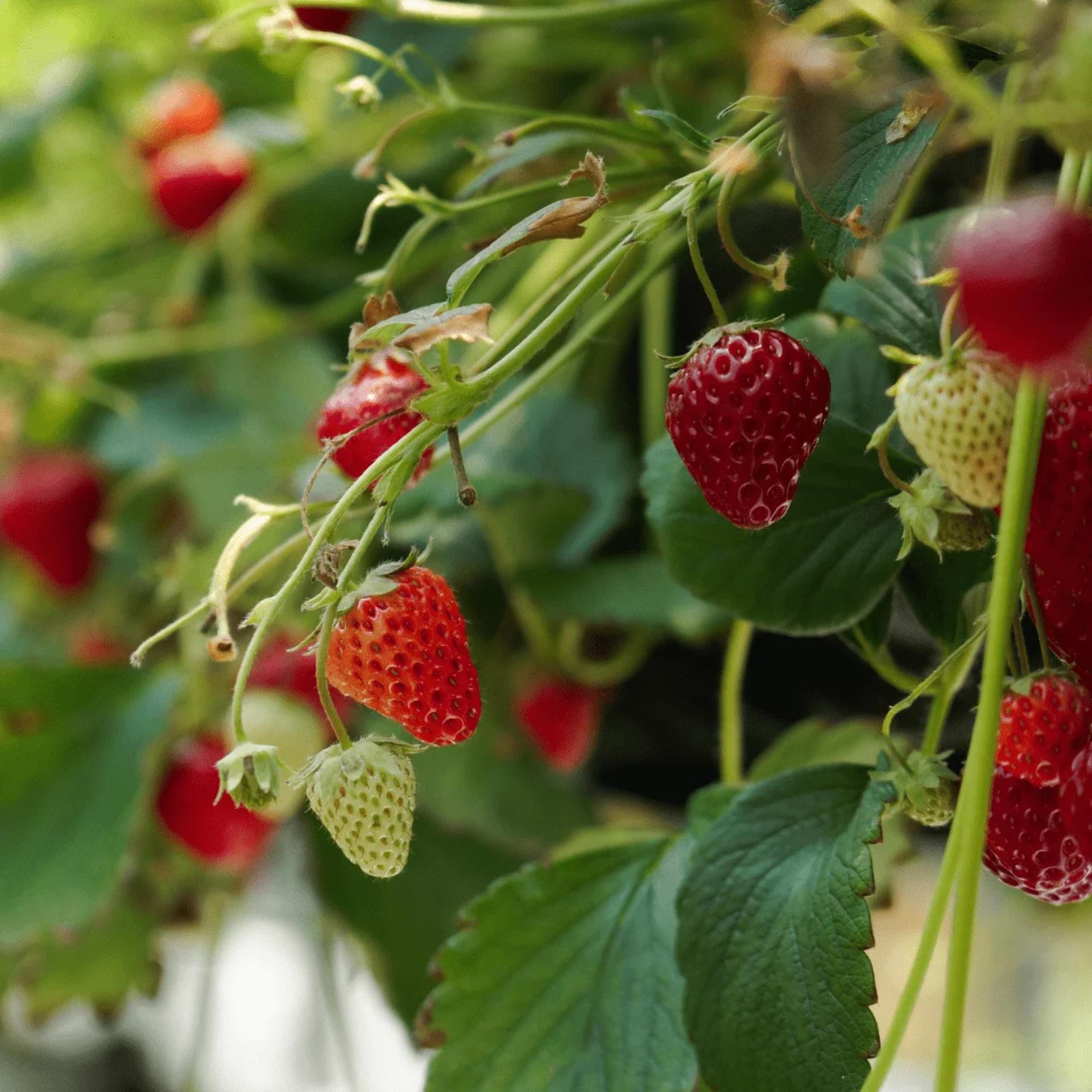 The Rise of High-Tech Strawberry Cultivation and Lab Innovation in India