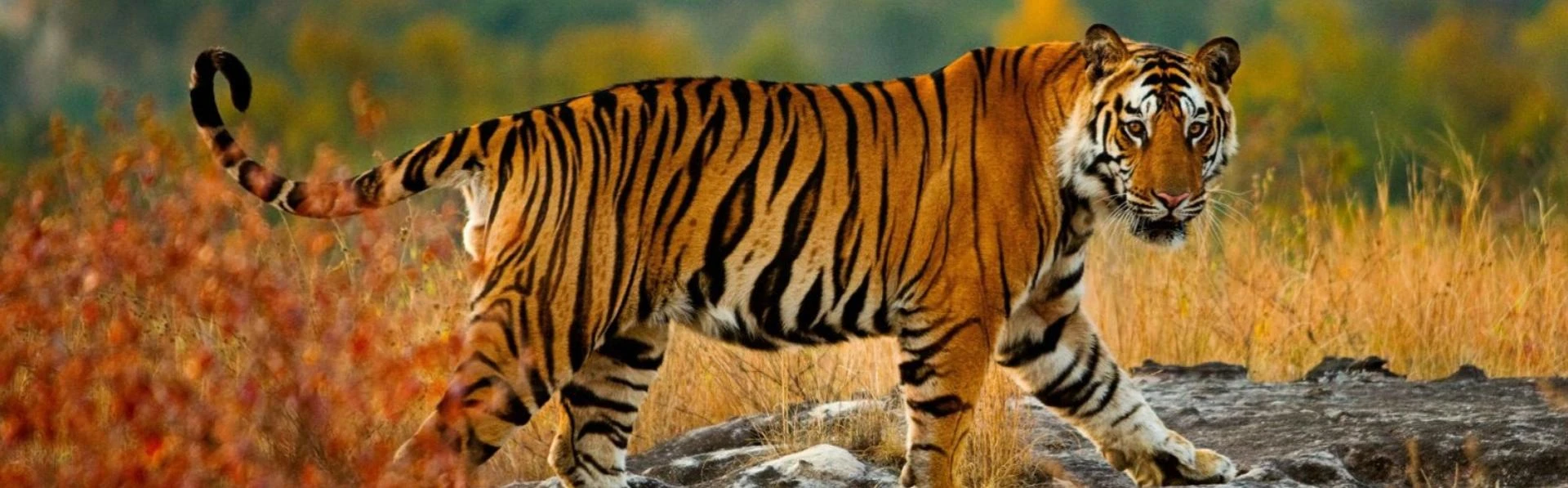 Explore Kanha National Park: Madhya Pradesh’s Top Tiger Reserve & Wildlife Haven