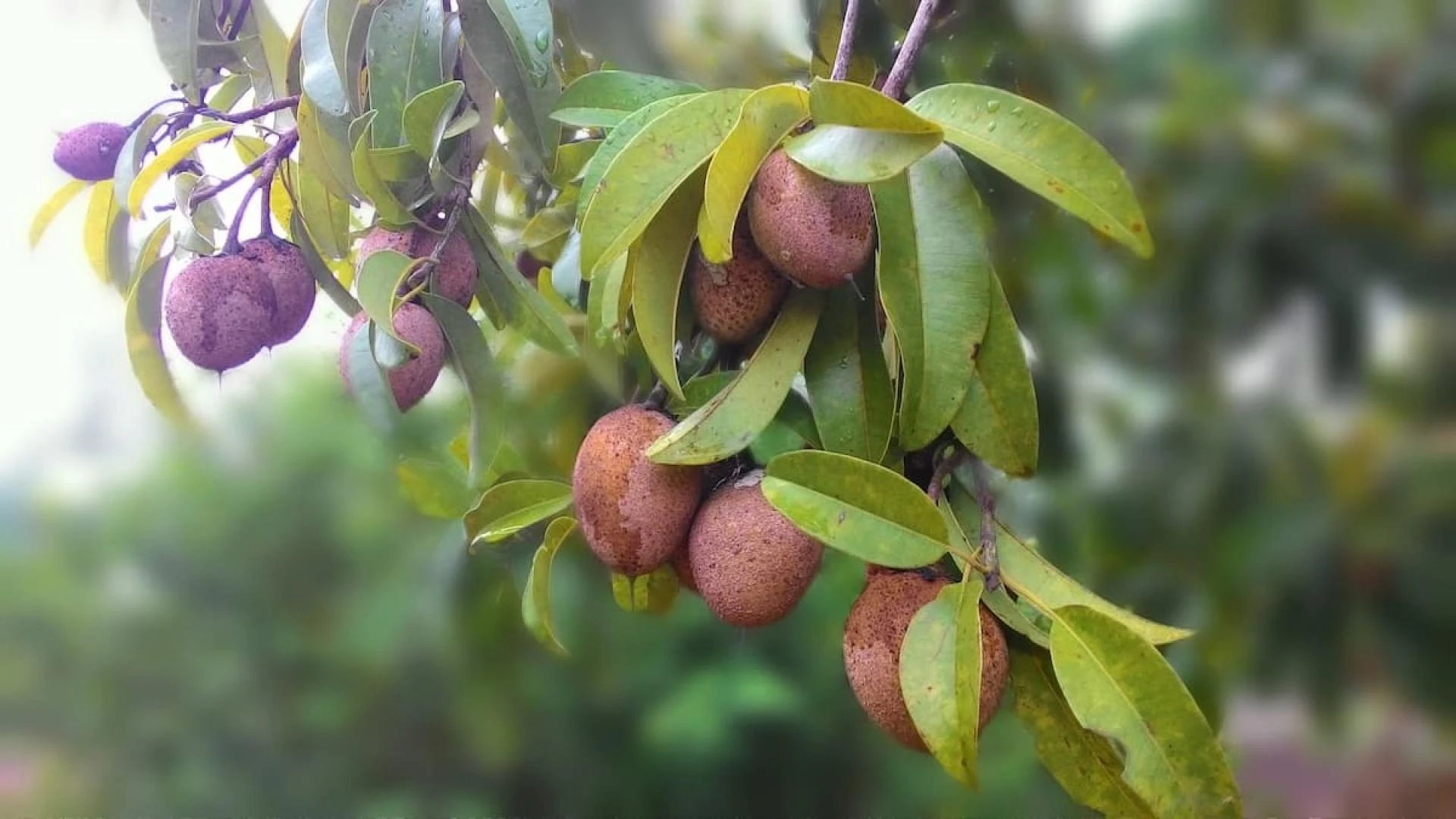 Chikoo Fruit Farming in India: Climate, Watering, and Harvest Tips