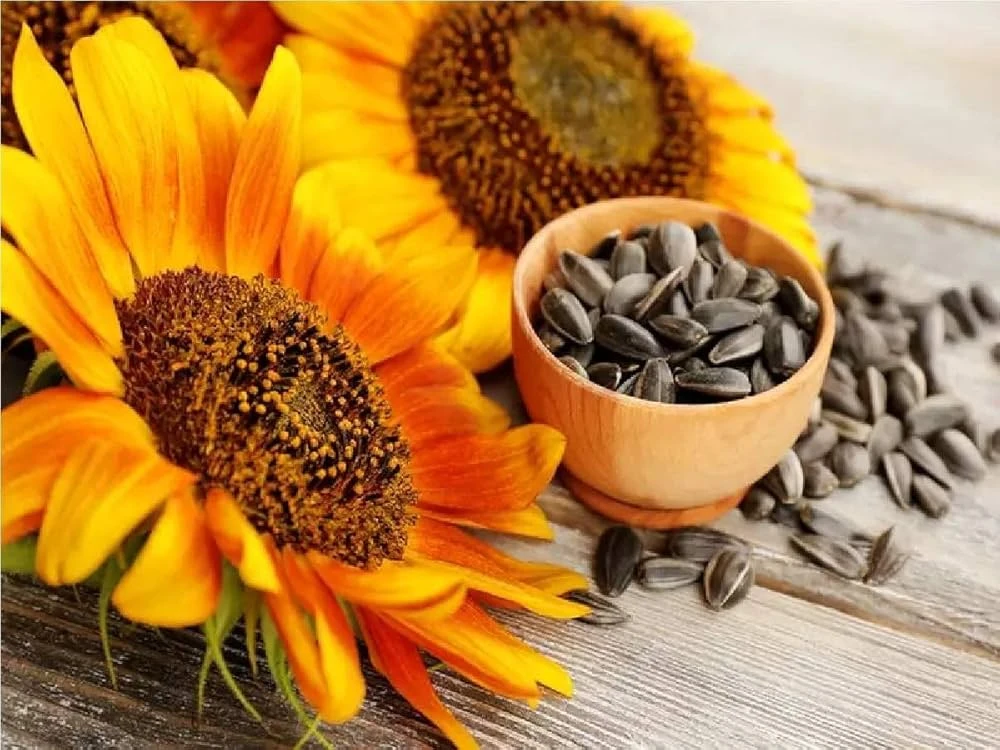 Sunflower Seeds – A Nutrient-Dense Power Snack | Eat Anytime