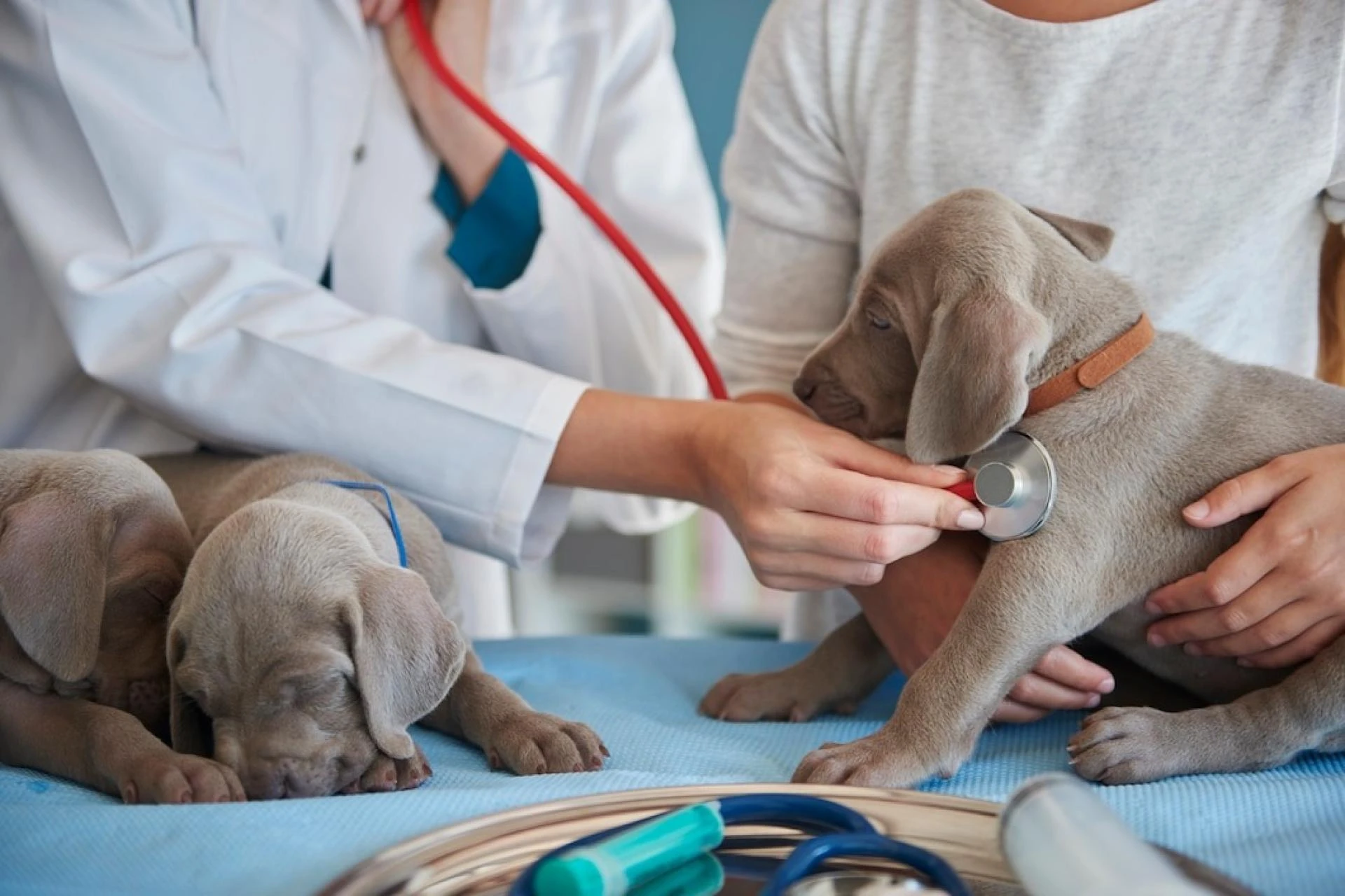 How to Know When It’s Time to Call the Vet