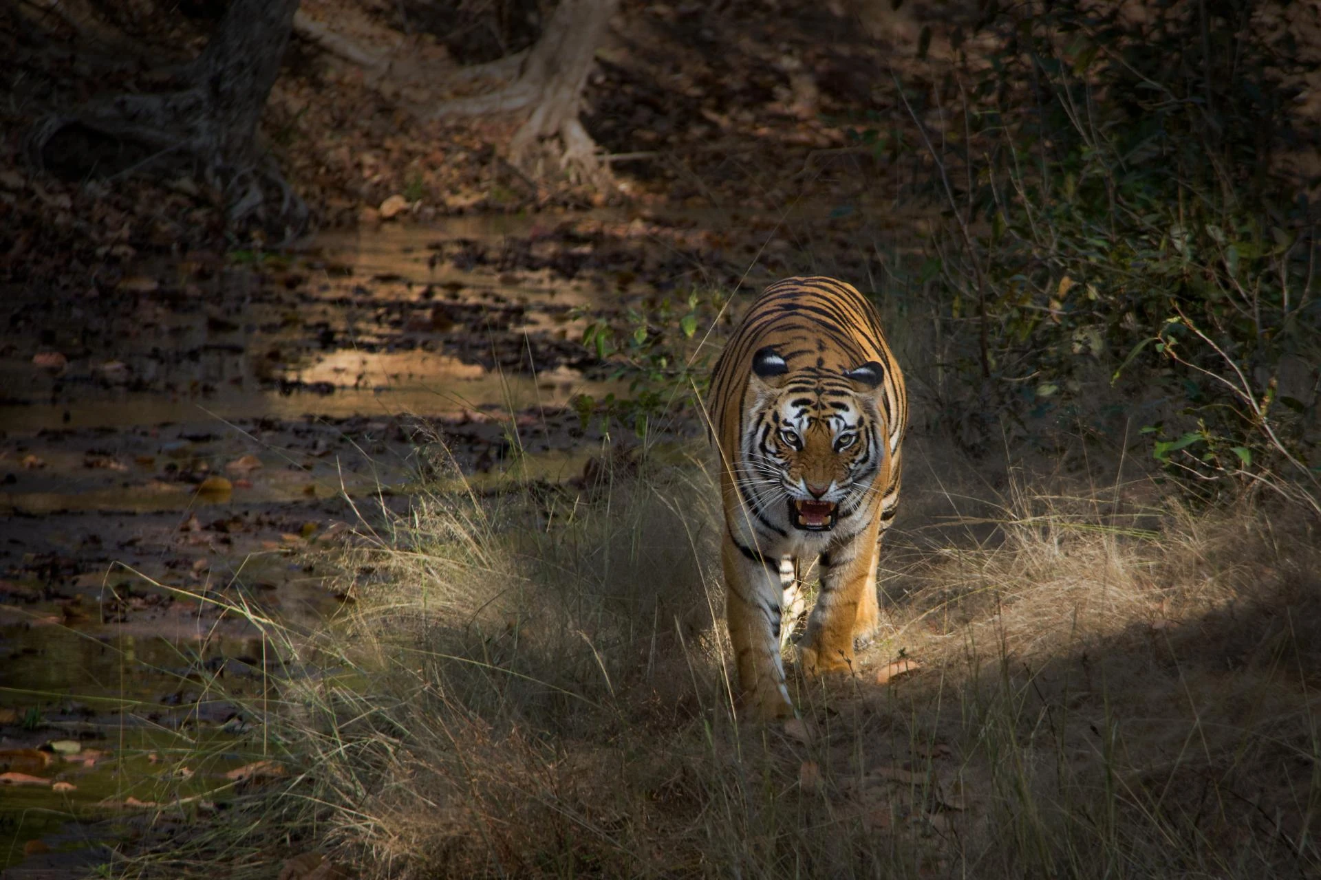 Capture the Wild: Tiger Photography Tour in India 2025-26