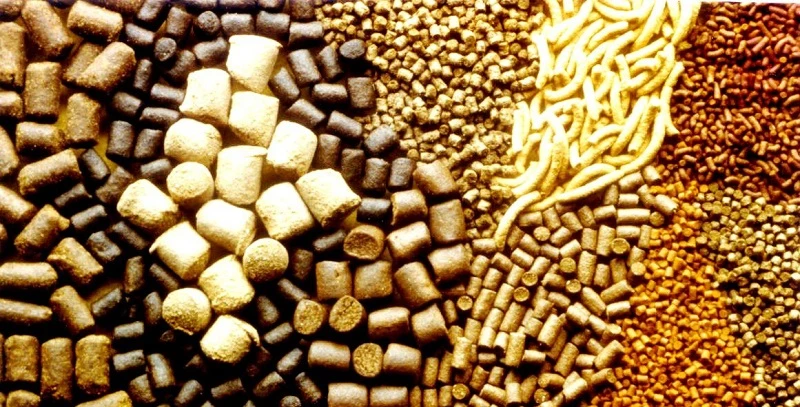 Animal Feed Antioxidants Market Embraces Technology to Enhance Shelf Life and Animal Performance