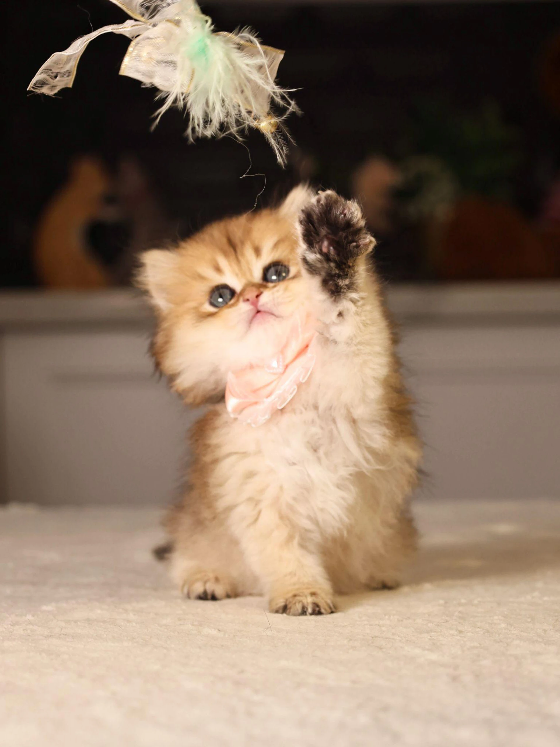 Raising Kittens with Manners: Early Socialization Secrets from Premium Catteries