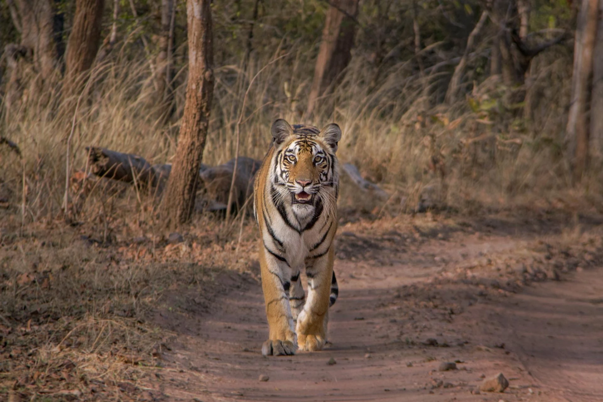 My Unforgettable Bandhavgarh Tiger Tour: The First Time I Saw a Tiger