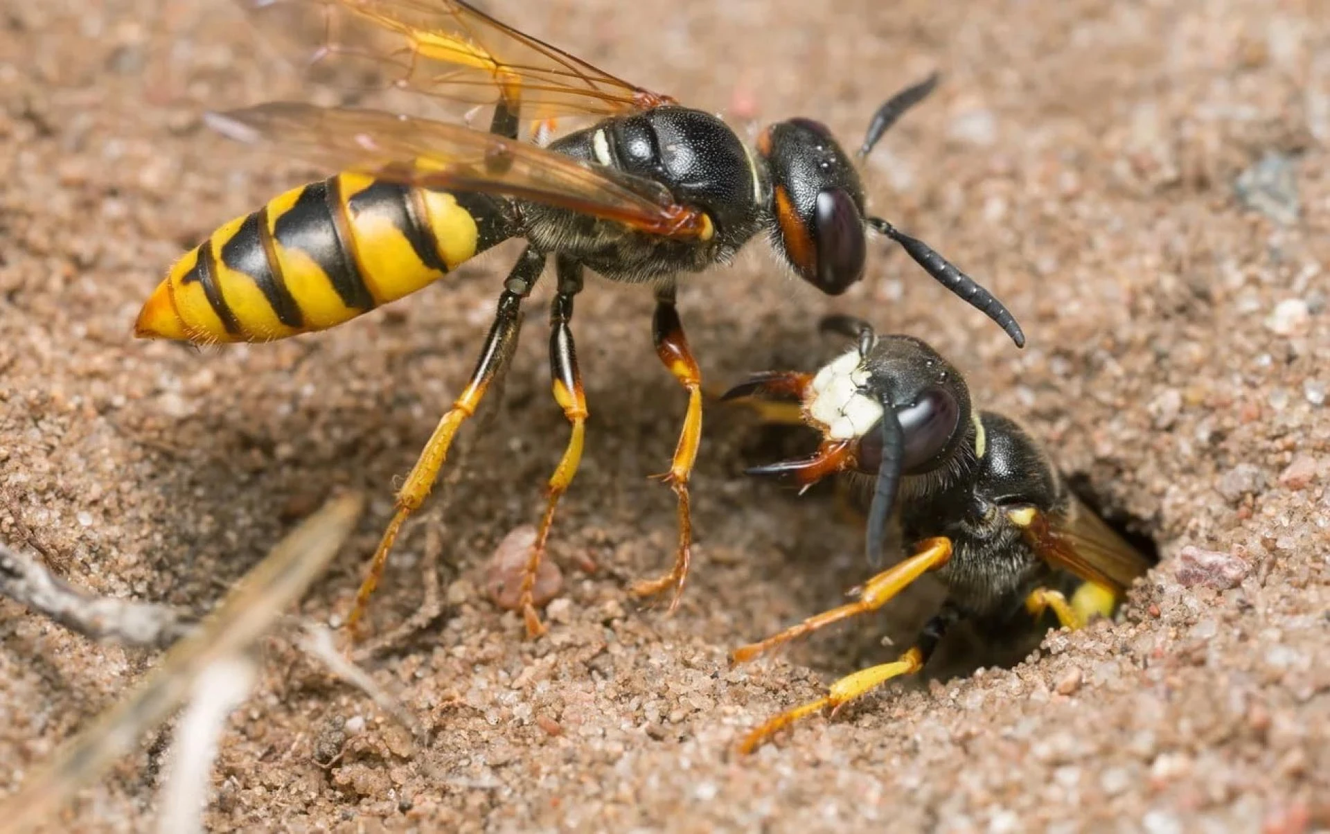 Say Goodbye to Pests: Essential Guide to Effective Pest Control in Melbourne