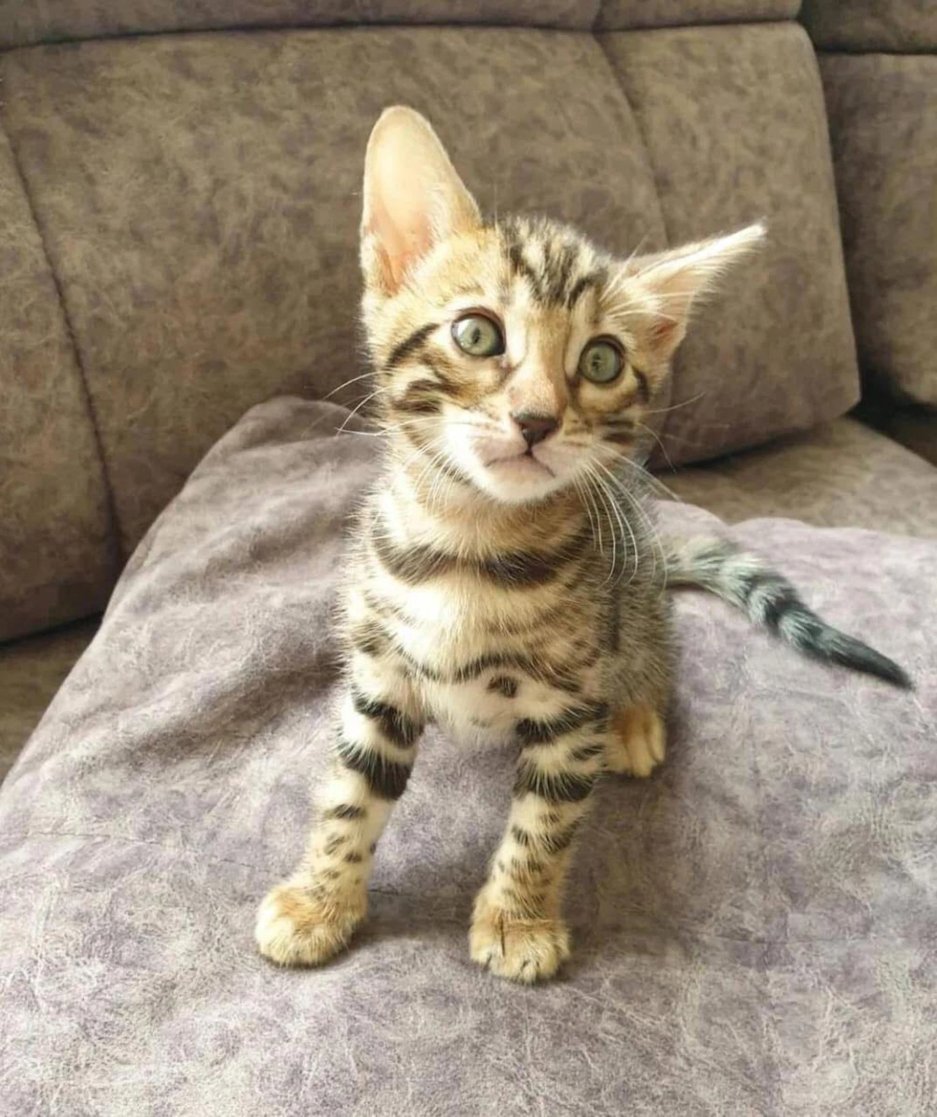 Spotted Bengal Kittens: A Wild Look with a Loving Heart
