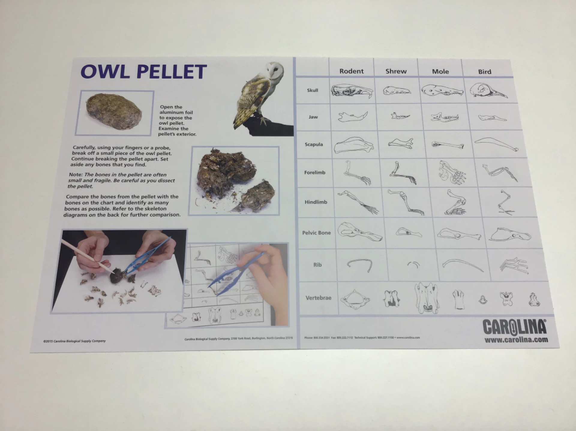 Dissecting Owl Pellets: A Window into Trophic Levels and Food Webs