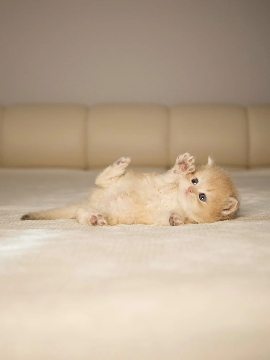 How to Choose Between British Shorthair and Longhair Cats: Key Considerations