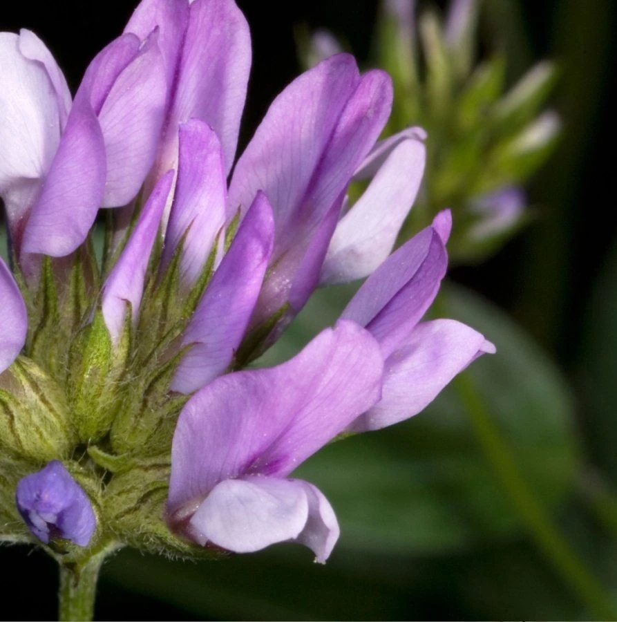 Bakuchiol Market Long-Term Outlook Reflects Sustainable Growth Backed by Clean Beauty and Innovation