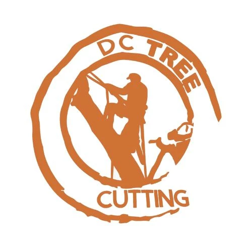 Is Your Yard Ready for a DC Hurricane Season?