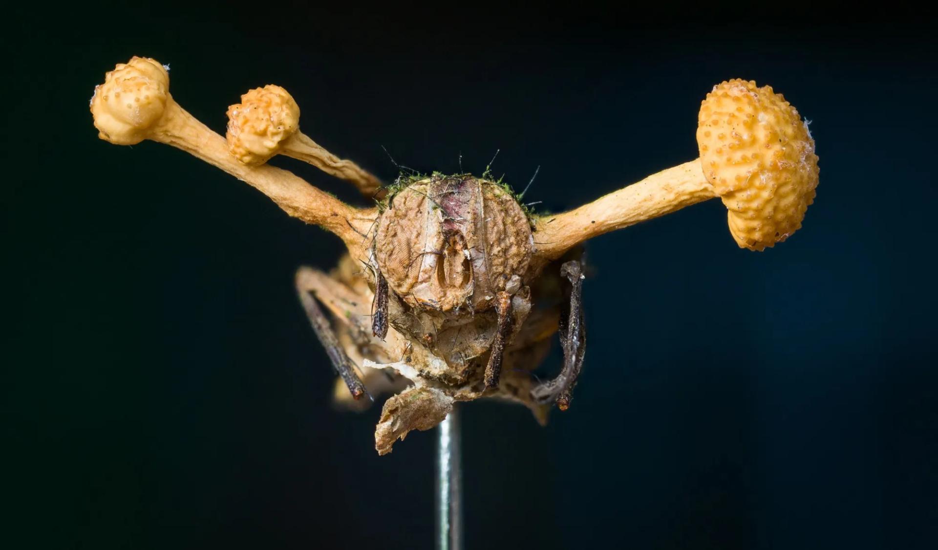 Fungus Among Us: The Real Science Behind Cordyceps