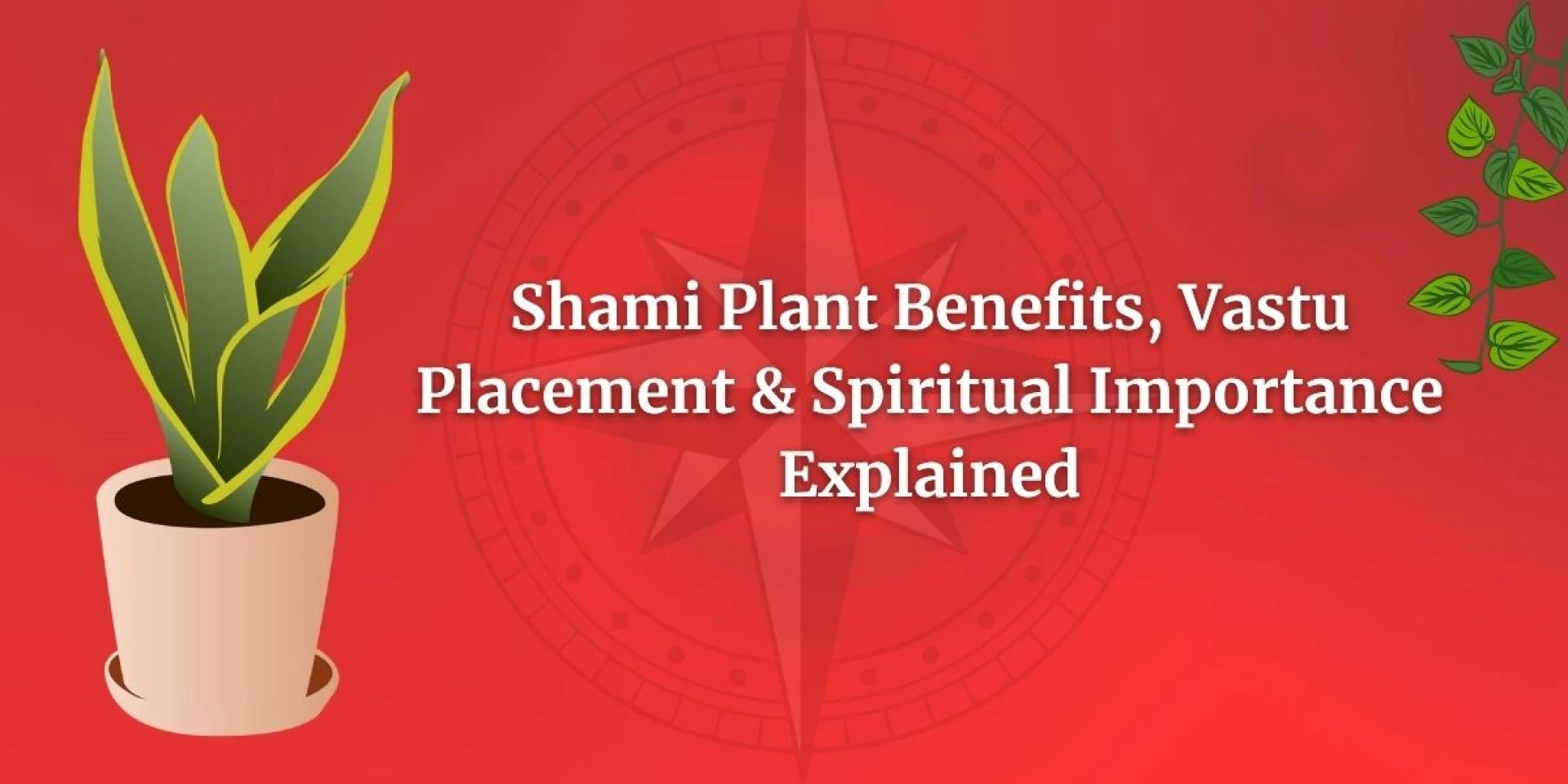 Shami Plant Benefits, Vastu Placement & Spiritual Importance Explained