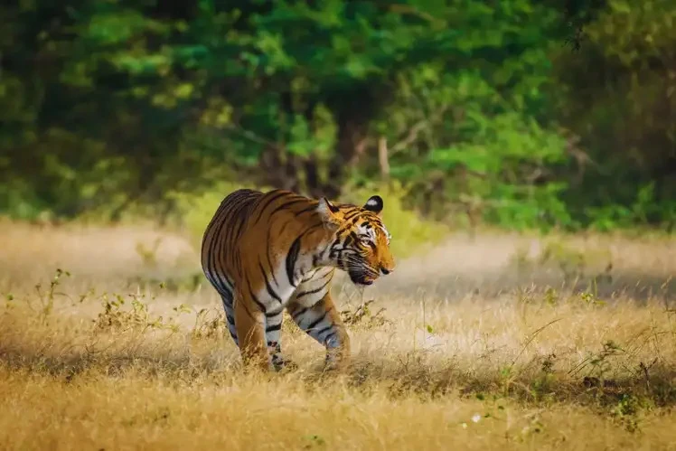  Top Resorts in Sariska Rajasthan: Stay Amidst the Wild at Sariska Tiger Reserve