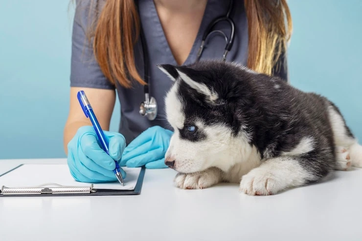 Immunization and Wellness Care for Pets: Building a Healthier Future for Our Furry Companions