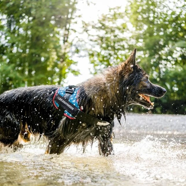 Harnesses, Collars & Leashes: The Ultimate Guide to Choosing the Best for Your Dog