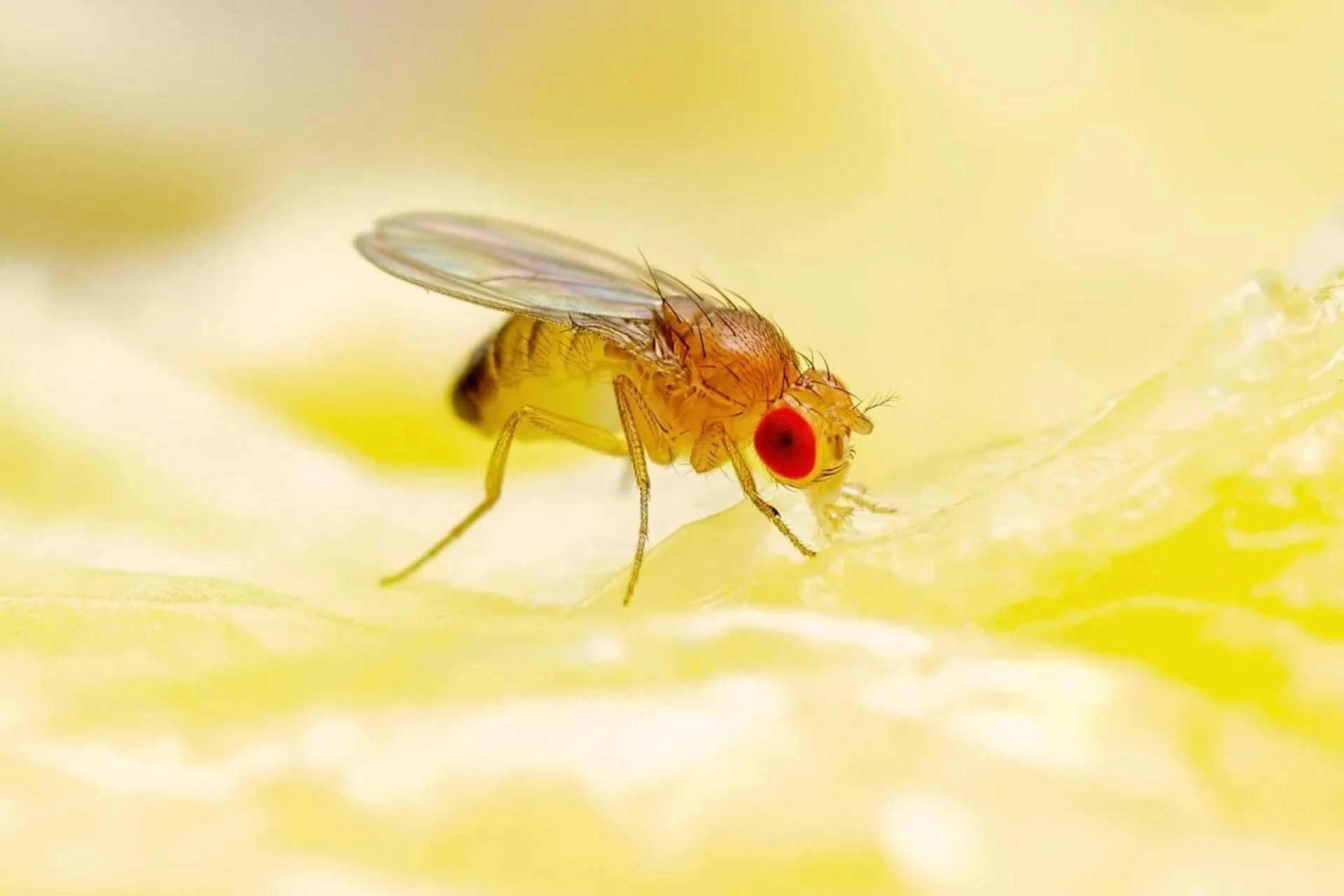 Are Flies Taking Over Your Melbourne Home and What Can You Do About It?