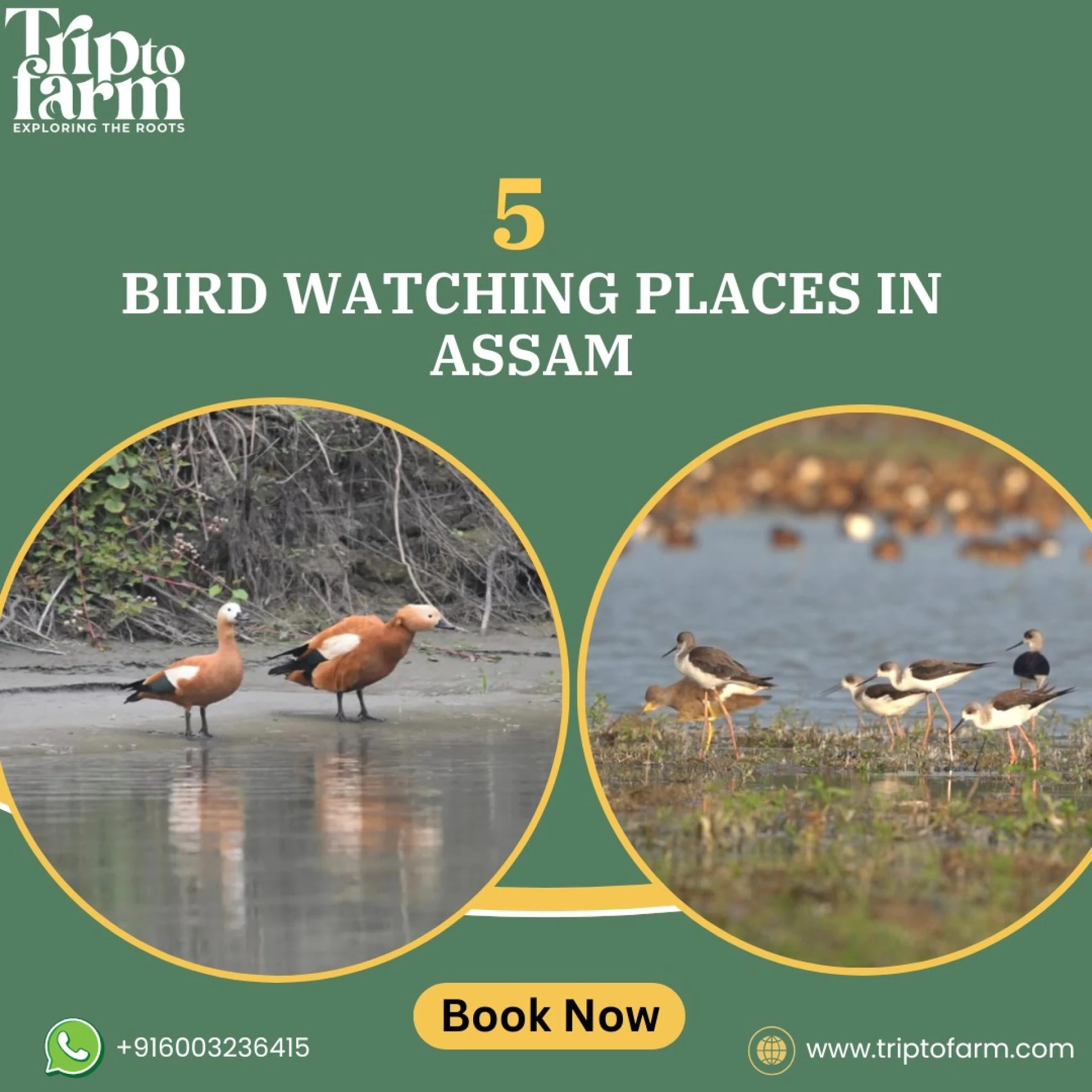 5 Best Bird Watching Places in Assam