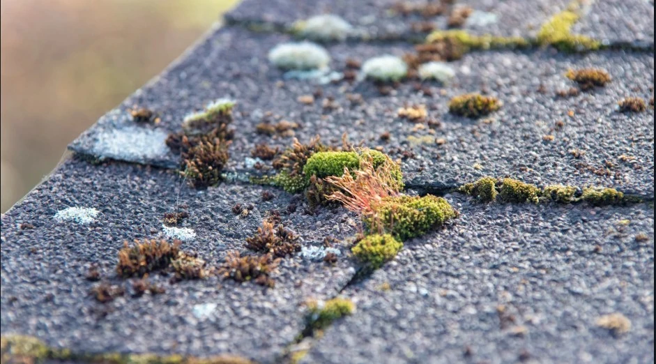 Roof Moss Treatment: The Do’s and Don’ts Every Homeowner Should Know