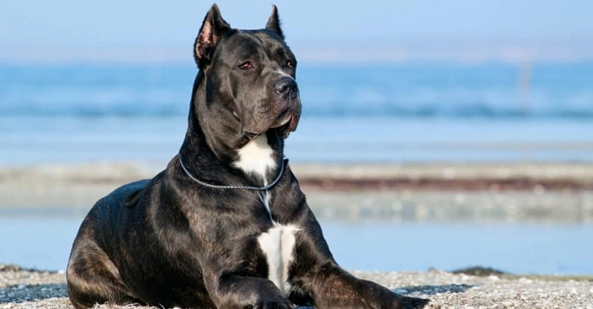 Do Cane Corso With Cropped Ears Require Special Care