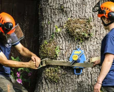 Hull Tree Surgeons – Professional Tree Surgery Services