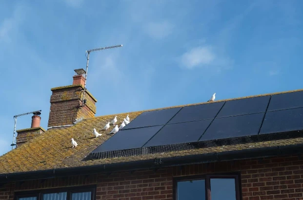 How Pigeon Barriers Enhance Solar Panel Efficiency and Cleanliness