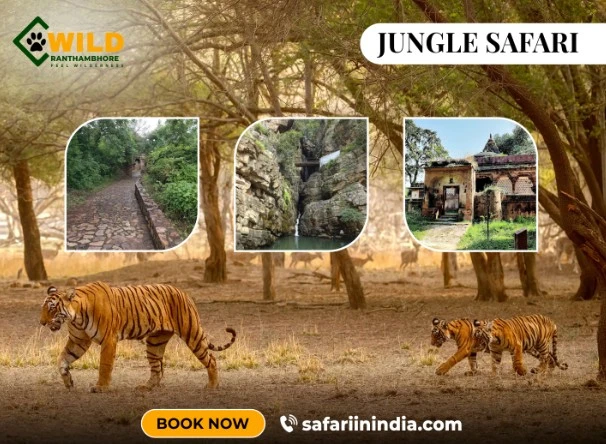 Jawai Leopard Safari Packages