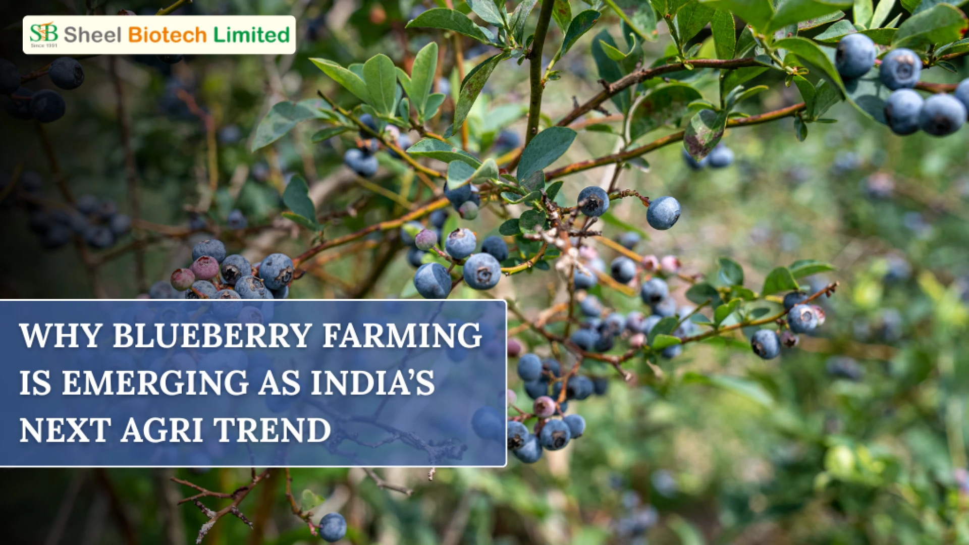 Why Blueberry Farming is Emerging as India’s Next Agri Trend 