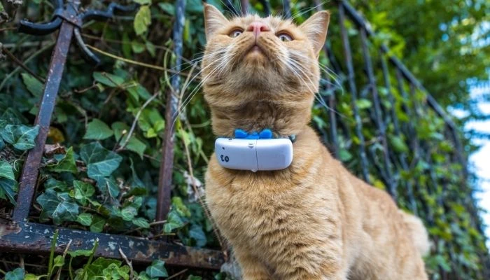 How to Choose the Right Technology Stack for Pet Care App Development