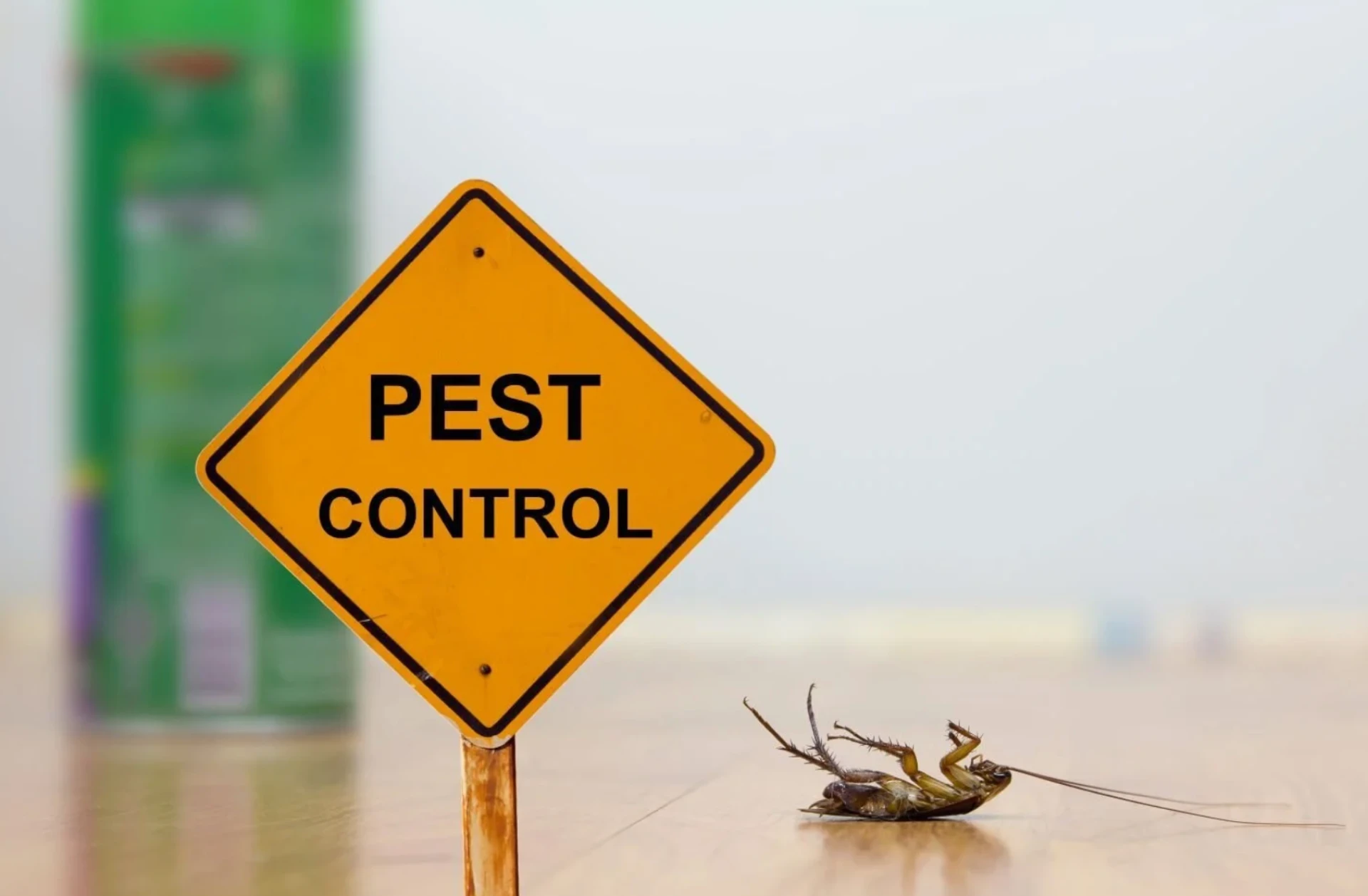 The Importance of Professional Pest Control for Homeowners