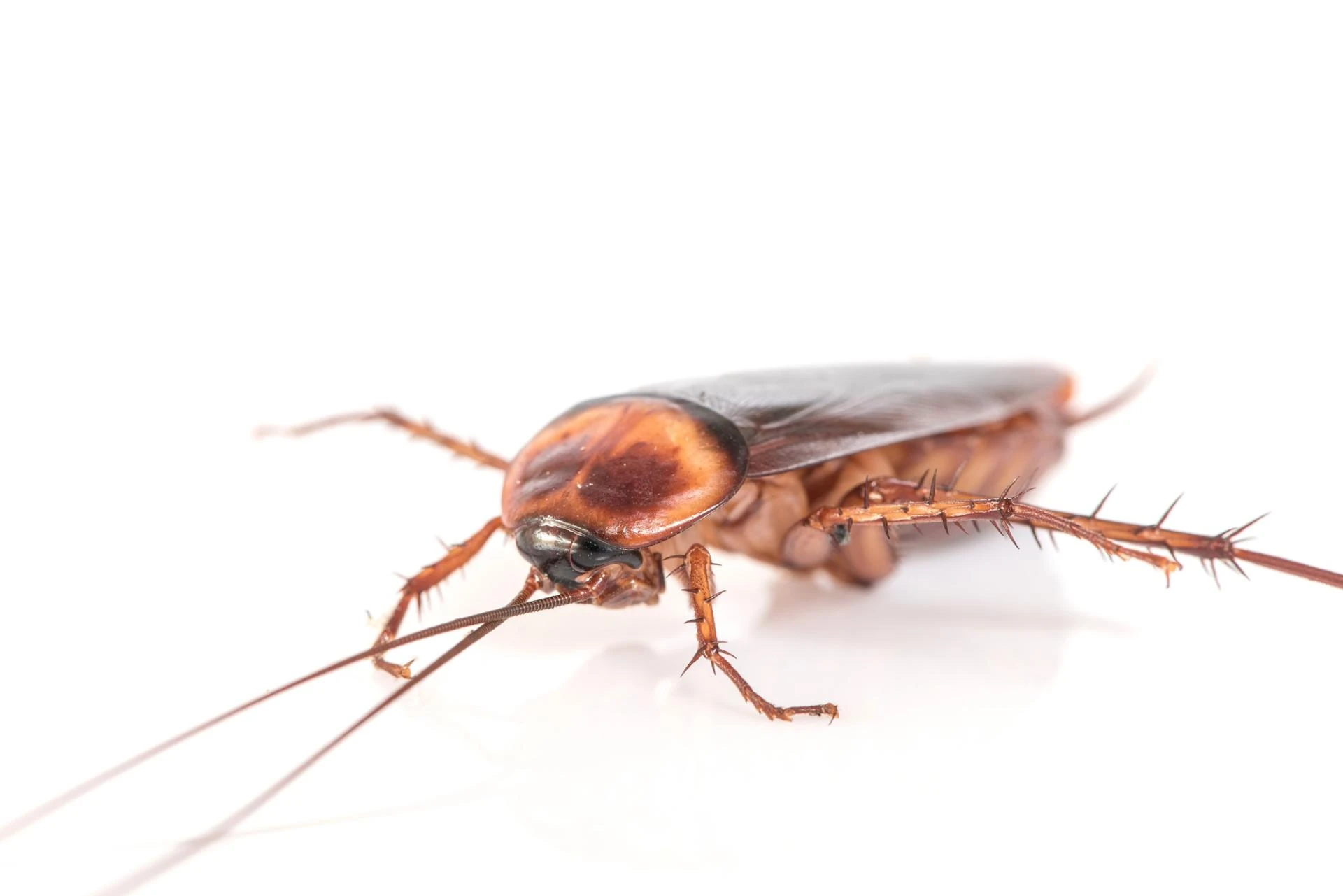 DIY vs. Professional Roach Pest Control: Which is More Effective?