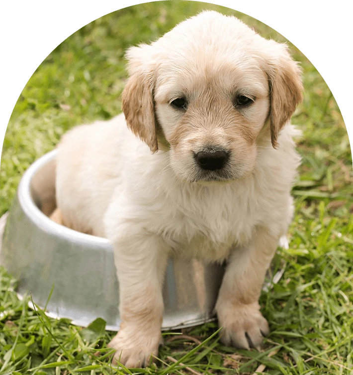 Crafted with Love: How Natural Treats Strengthen the Bond with Your Pet