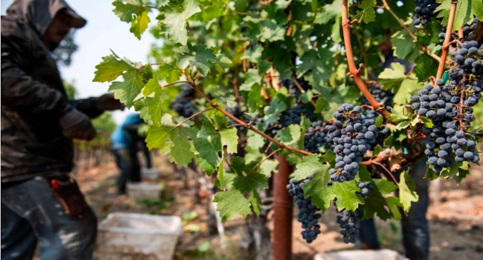 The Role of Fractal Images in Shaping Creative Arts