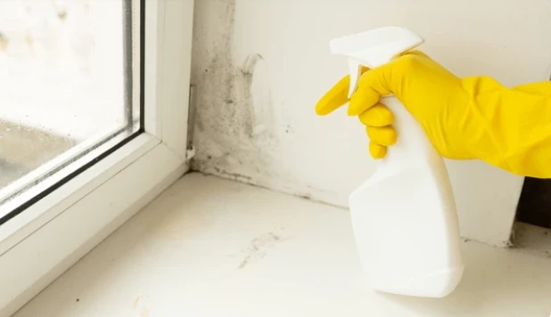 Carpet Mold Remediation: Steps That Work for Mold Remediation in Winter Park, FL